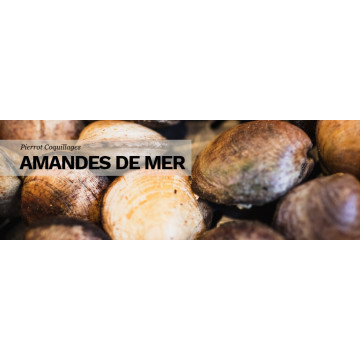 Amande de mer Marseille : commande coquillages / plateau fruits de mer
